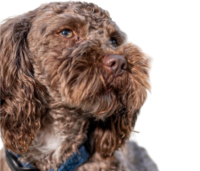 Rex