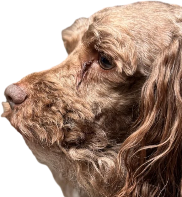 Rex